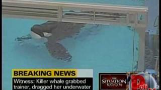 SeaWorld Trainer Dies in Killer Whale Attack Third Kill By Tillikum the Whale [upl. by Schaffel]