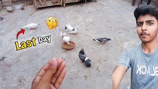 Raat Ko Sab Kabooter Bhag Gaye 😨 Pets Vlog [upl. by Yecats]