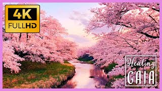 💦🌸 4K BOSQUE Japones en PRIMAVERA ▶ Sonido de las FLORES de CEREZO o SAKURA 🌺🍃 8 HORAS [upl. by Ahtibat]