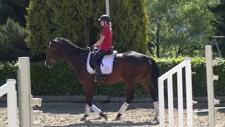 JazzFidertanz mare  2012 for sale [upl. by Stilu]