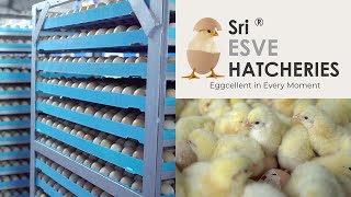 The Amazing Full process of Modern Chicks Hatchery  Hatchery Farming Technology  ibusinesszone [upl. by Rivers416]