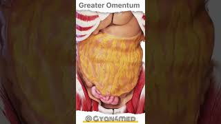 Greater Omentum [upl. by Humberto271]