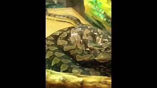 Green Anaconda vs Reticulated Python [upl. by Andree37]