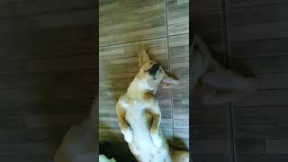 Vivendo tranquilamente humor videoviralpets [upl. by Gibrian701]