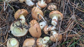 Маслюк звичайний Boletus luteus L  добрий їстивний гриб 1 категорії з дуже липкою шапинкою [upl. by Siekram185]