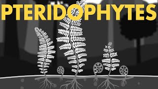 Pteridophytes Class 11  Life cycle of Pteridophytes ANIMATION  Plant Kingdom Class 11  NEET [upl. by Anna]