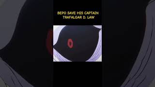 Bepo Saves Law After Defeated by Blackbeard trending trendingshorts viralvideo onepiece [upl. by Gunter720]