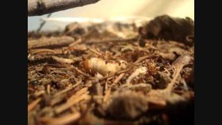 HD Myrmica rubra vs Beetle Larva  Part 1 [upl. by Aihseyk]