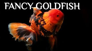 goldfish tank aquariumhobby fish4ever [upl. by Arted]