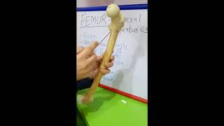 FEMUR  GENERAL FEATURES BY DR MITESH DAVE [upl. by Nneb858]