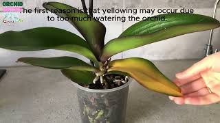 Yellowing On Orchid Leaves Dont Miss This Video Solutions to Fungus Diseases [upl. by Onaivatco]