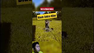 Black Cobra Versus Cat snake kingcobra animals shorts [upl. by Eadrahc]