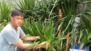 Yucca tree in demand indoor plants how to propagate [upl. by Aehr190]