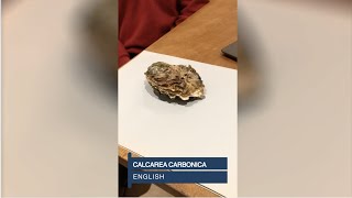 Calcarea carbonica English [upl. by Nodyarb181]