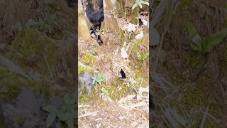 Cute Little Wild Baby Chickens More Misc Videos From Hawaii Here phihr slug [upl. by Aniahs]