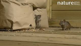 House mouse feeding on spilled bird seed beside bag before another mouse attacks it UK [upl. by Nyleda694]