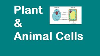 Prokaryotic vs Eukaryotic Cells Updated [upl. by Callida]