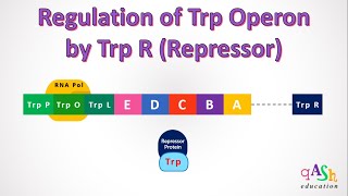 Regulation of Trp operon by Repressor protein Trp R gene tryptophan biosynthesis Trp operator [upl. by Korwun]