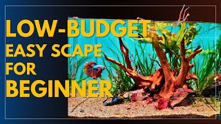 Betta Fish Tank Set Up Easy Low Budget Live Plants Aquarium Step by step tutorial [upl. by Dukey]