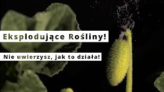 Zaskakujące Rośliny Które Eksplodują [upl. by Ettenrahc]