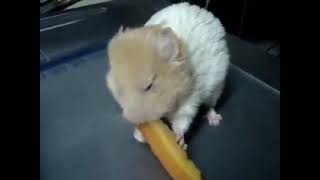 Hamsty in quot I has a Carrotquot RE Hamster Dance [upl. by Amorete446]