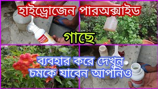 হাইড্রোজেন পারঅক্সাইড গাছে দিয়ে দেখুন চমকে যাবেন।। How to use hydrogen peroxide।। H2O2 [upl. by Ayanal]