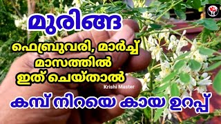 മുരിങ്ങ തിങ്ങി നിറഞ്ഞ് കായ്ക്കാൻ ഫെബ്രുവരി മാർച്ചിൽ ഇങ്ങനെ ചെയ്താൽ മതി Krishi Master [upl. by Yllop127]