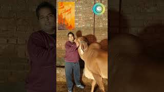 Jai Gau Mata Maaaashorts youtube shortsfeed viralshorts trending cow like new youtubeshorts [upl. by Alisan]