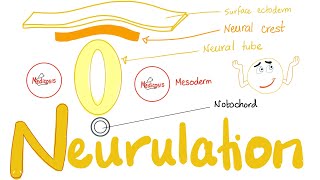 Embryology of Nervous System  Neurulation  Neural Tube amp Neural Crest [upl. by Dyke]