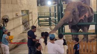 kids feeding elephants  Abu Dabhi Zoo 2023 [upl. by Attekal]