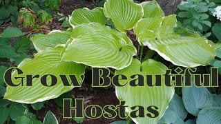 The Secret of Growing The BEST HOSTAS Tips amp Tricks🍃🌿 Growing Gorgeous HOSTA PLANTS [upl. by Anreval]