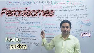 Peroxisomes class 11  Biology  Peroxisomes structure  Peroxisomes Function  Dr Mushtaq [upl. by Ydac]