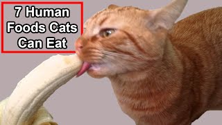 7 Available Human Foods Cats Can Eat [upl. by Katrina]