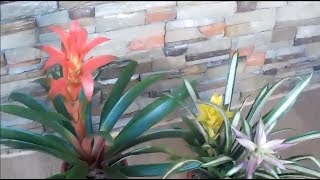 How to Care Bromeliad Plants Indoor Plants Low Light [upl. by Chuipek]