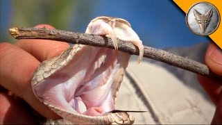 Rattlesnake with Double Fangs [upl. by Parker]