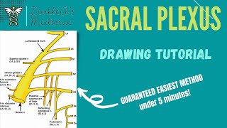 ANATOMY  Drawing of the Sacral Plexus Made Easy [upl. by Yrailih145]