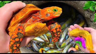 Catch Strange Colors Baby Turtles In Giant Colorful Eggs Betta Fish ZebrafishCatfish  Koi Fish [upl. by Yrehc]