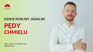 Pędy chmielu zbieranie ziół dziko rosnące rośliny jadalne [upl. by Oicinoid]