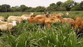 Ovinos en pasto Mulato II en Veracruz Mexico [upl. by Faustine]