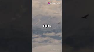 Eagle Symbol of Strength and Freedom 🦅 2024 11 08 animals shortvideowildlife facts viralvideo [upl. by Kaehpos]