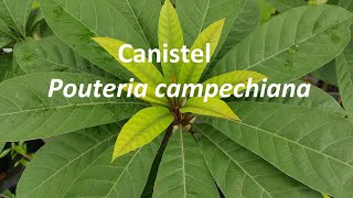 Canistel  Pouteria campechiana [upl. by Thane583]