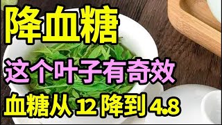 血糖从12降到48！这个叶子是天然胰岛素，饭后喝一杯，血糖立马往下掉，从此告別糖尿病【家庭大医生】 [upl. by Nekal]