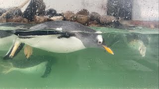 ぷかぷか泳ぐジェンツーペンギン おたる水族館 Gentoo penguin swimming in the water [upl. by Akirea]