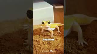 Gecko Tiny Ninja of Animal Kingdom gecko ninja animalkingdom [upl. by Eidoc]