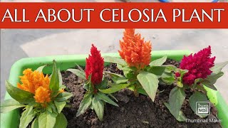 CelosiaCoxcomb Plant  Soil Care Fertilizer amp Propagation  How to Grow and Care Celosia Plant [upl. by Nnyleuqcaj]