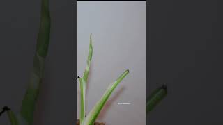 Monstera Albo Unfurling Leaf Time Lapse [upl. by Rodama515]