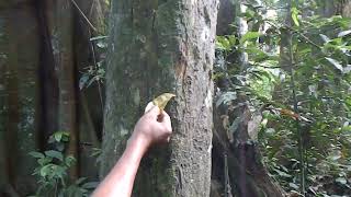 BLOOD FROM TREE BRANCHES DOOARS CHILAPATA FOREST NORTH BENGAL WEST BENGAL [upl. by Fu]