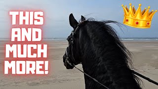 Queen👑Uniek returns to Stal G  Beach forest and dunes With bloopers  Friesian Horses [upl. by Ahsratal]