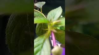 Achimenes Home garden plant best home garden plant homegarden [upl. by Amethyst661]