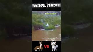 Wolf vs Pitbull trending animals wolf vs pitbull dog wildlife youtubeshorts viralvideo [upl. by Latoye18]